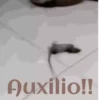 ANIMALITOS 23