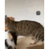 Kittens 2 10