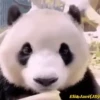 Pandas Movi 11