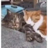 Kittens 2 11