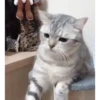 Kittens 2 12