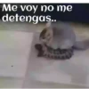 ANIMALITOS 24