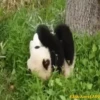 Pandas Movi 12