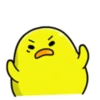 Pato gordo 19