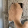 Kittens 2 13