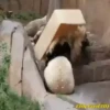 Pandas Movi 13