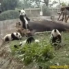 Pandas Movi 14