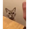 Kittens 2 14