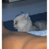 Kittens 2 15