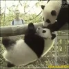 Pandas Movi 16
