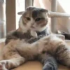 Kittens 2 16