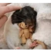 ANIMALITOS 27