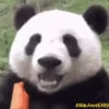 Pandas Movi 17