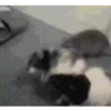 ANIMALITOS 28