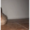 Kittens 2 17