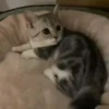 Kittens 2 18