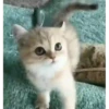 Kittens 2 19