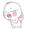 whiteBunny 21