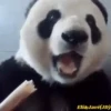 Pandas Movi 18