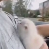 Kittens 2 20