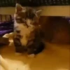 Kittens 2 21