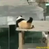 Pandas Movi 19