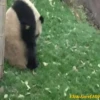 Pandas Movi 20