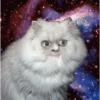 Catland 😺 2