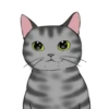 ‍American shorthair‍ Mov 6