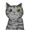 ‍American shorthair‍ Mov 7