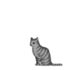‍American shorthair‍ Mov 8