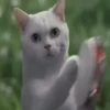 Catland 😺 7