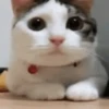 Catland 😺 11