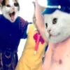Catland 😺 13