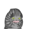‍American shorthair‍ Mov 9