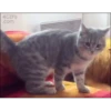 Mais gatinhos 9 10