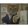 Mais gatinhos 9 11