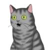 ‍American shorthair‍ Mov 12