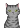 ‍American shorthair‍ Mov 13