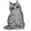 ‍American shorthair‍ Mov 14