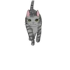 ‍American shorthair‍ Mov 16