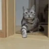 Mais gatinhos 9 17