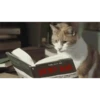 Mais gatinhos 9 20