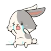 little Bunny 12