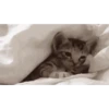 Sueño 16