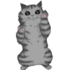 ‍American shorthair‍ Mov 17