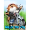Gatitos cariñosos Mov 21