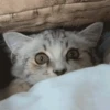 Catland 😺 25