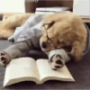 Sueño 19