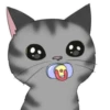 ‍American shorthair‍ Mov 20